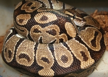 Het Albino Female on Eggs