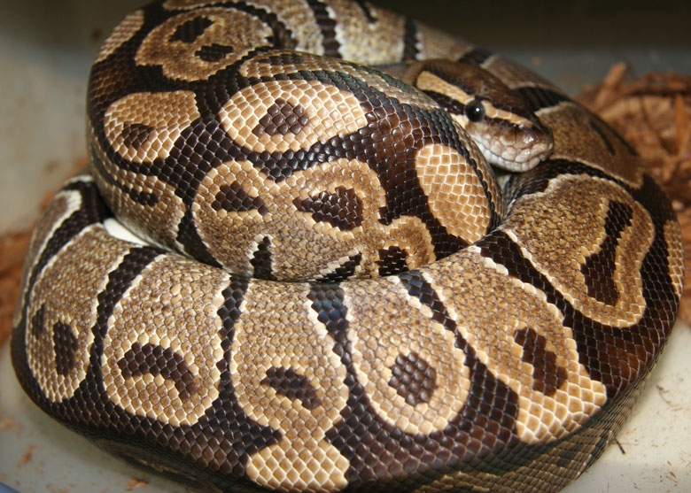 Het Albino Female on Eggs