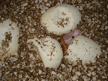 An Ivory Pips! 2011