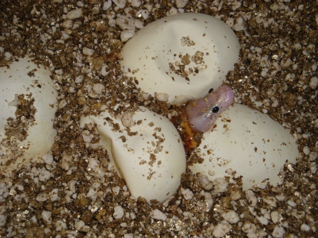 An Ivory Pips! 2011