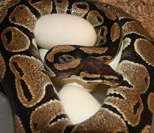 Female with Eggs 2006