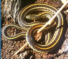 Colorado T. radix - Arapahoe County