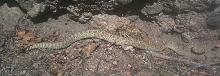 Crotalus viridis - Colorado 2011