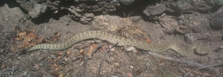 Crotalus viridis - Colorado 2011