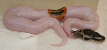 Best Pied I Produced in 2011!