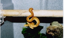 ATB1