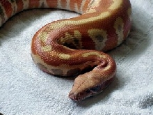Albino Blood head shot