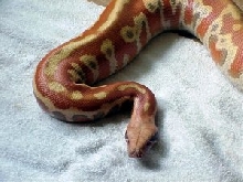 Albino Blood