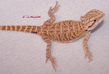 2/3 het Translucent male (4.1m)