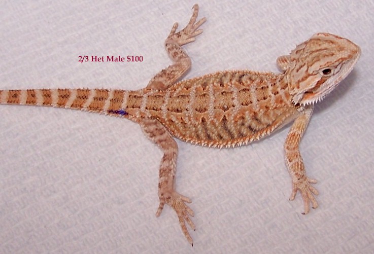 2/3 het Translucent male (4.1m)