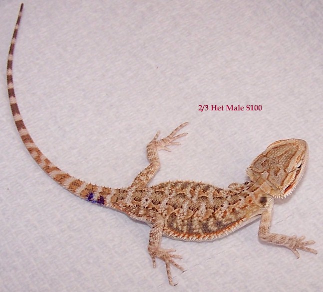 2/3 het Translucent male (4.2m)