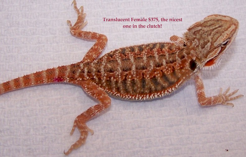 Translucent female