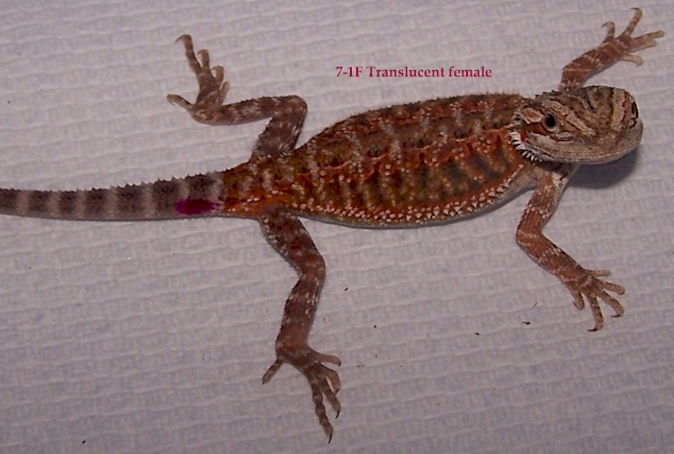 Translucent female (7.1) pic 2