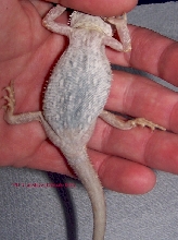 Translucent female (7.1) belly pic