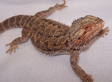 100% het Translucent adult female