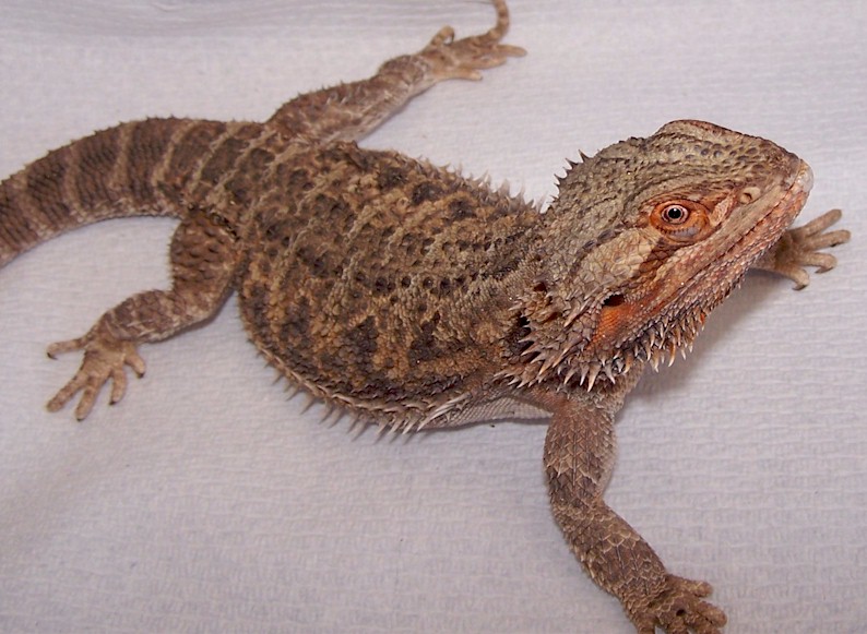100% het Translucent adult female