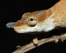 Nosy Chameleon
