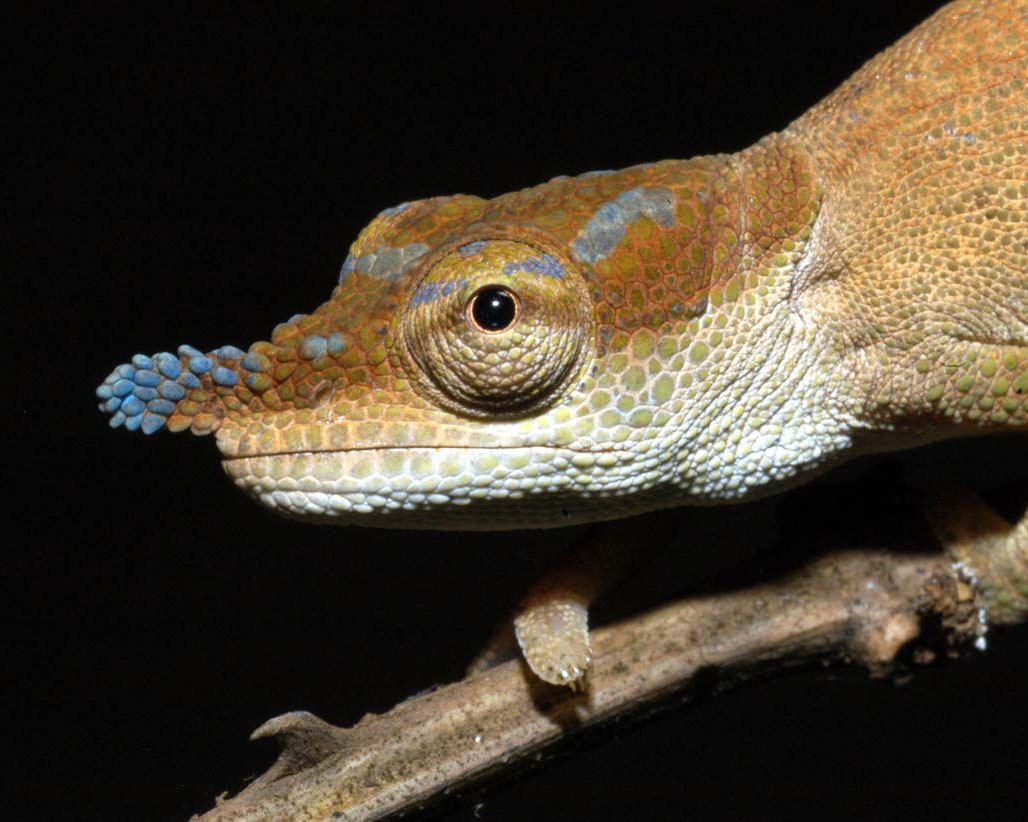 Nosy Chameleon