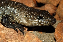 Cuningham Skink