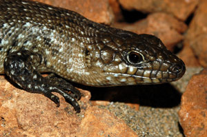 Cuningham Skink
