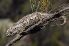 Karoo Chameleon