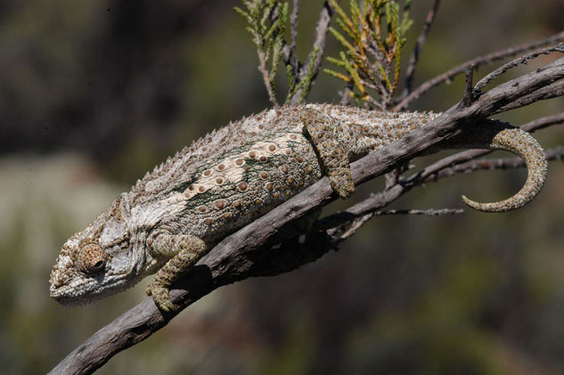 Karoo Chameleon