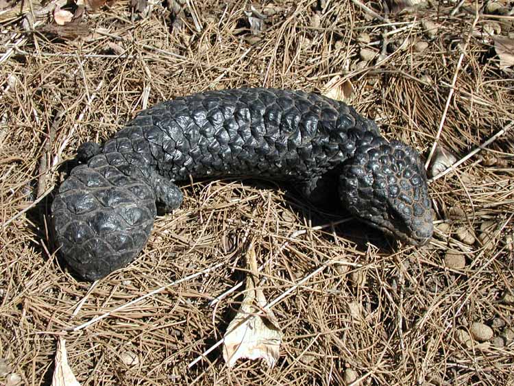 Breeding group of Stump tails