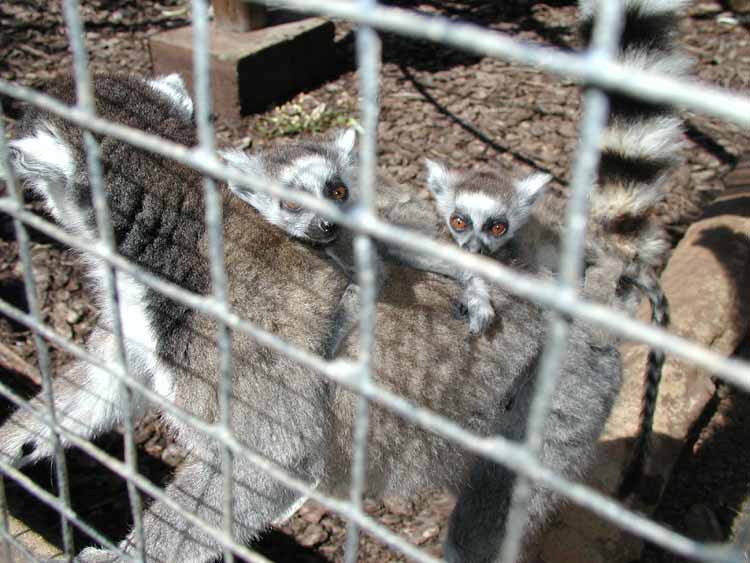 Ringtailed lemurs