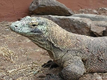 Adult male Komodo