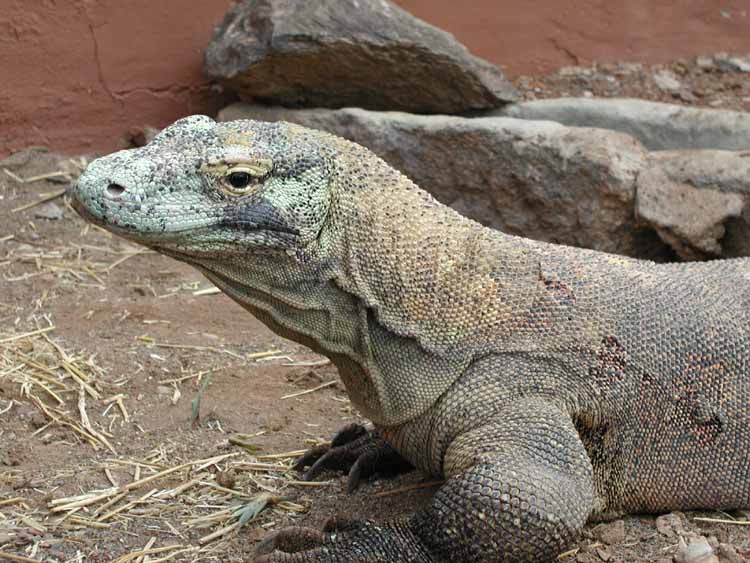 Adult male Komodo