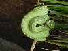 Green tree python