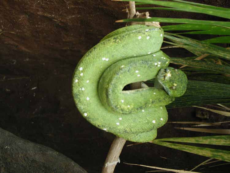 Green tree python