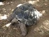 Sub adult Aldabra tortoise