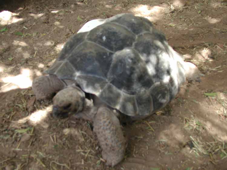 Sub adult Aldabra tortoise