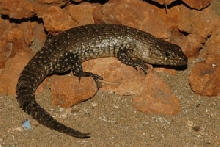 Cuningham Skink
