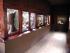 Indoor lizard exhibit