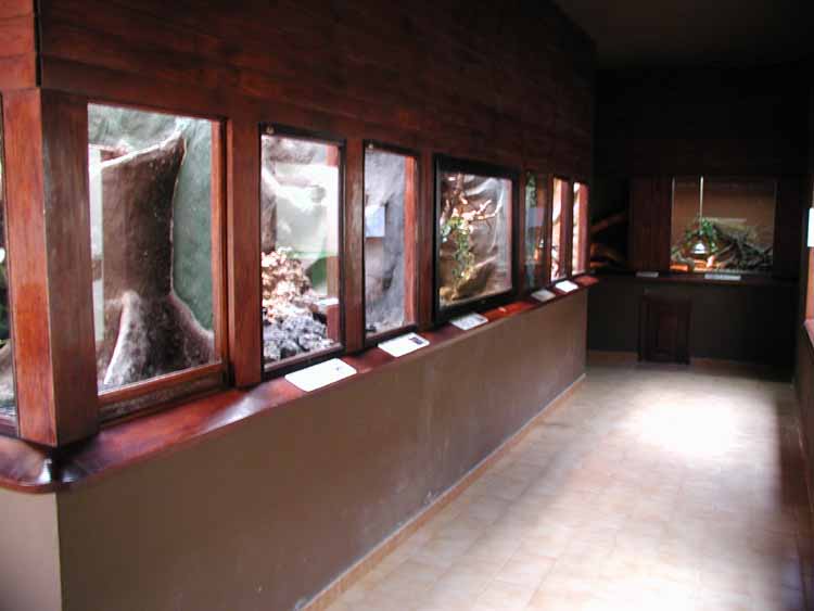 Indoor lizard exhibit