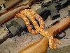 Sunglow corn snake