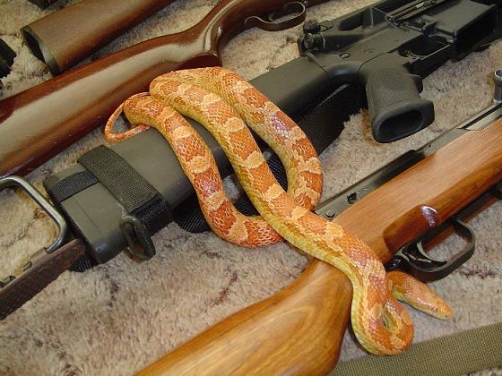 Sunglow corn snake