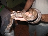 Amarali Contrictor Boa