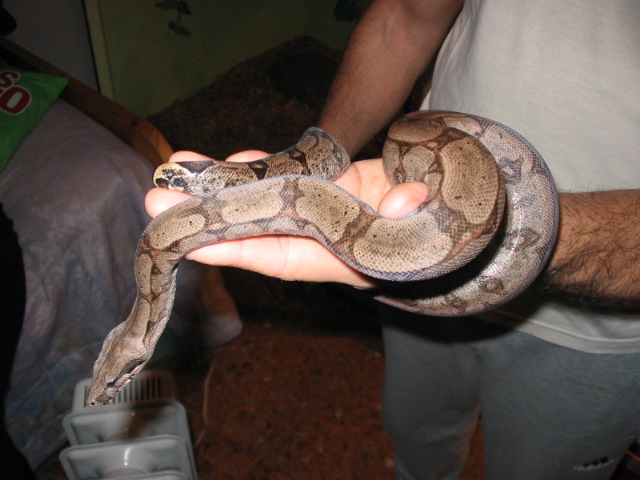 Amarali Contrictor Boa