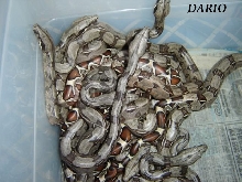 My boas baby