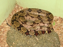 Suriname female boa