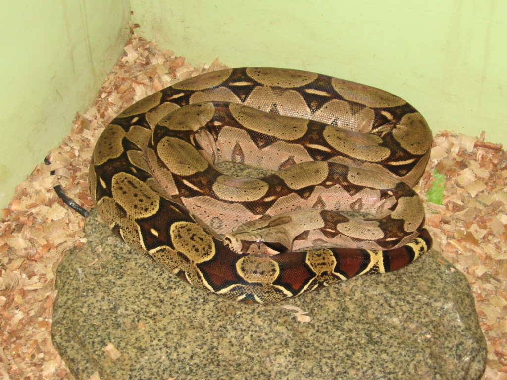 Suriname female boa