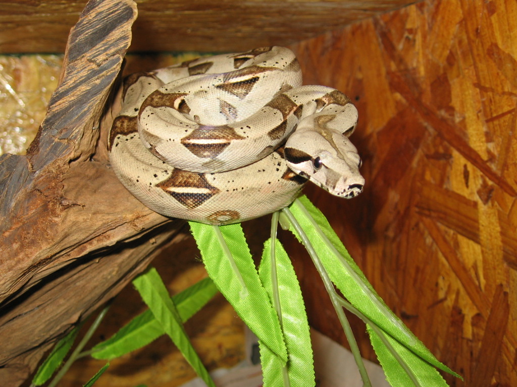Captive born Boa c.const. x Boa c.imperator