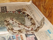 Another captive born baby boa from suriname