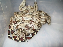 My captive born baby`s from suriname boa