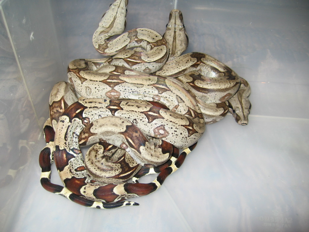 My captive born baby`s from suriname boa
