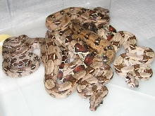 My rtb x icb baby boas...