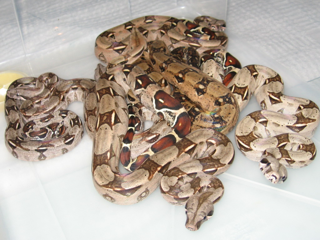 My rtb x icb baby boas...
